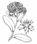 Nom original: Sedum fabaria (n°1372)