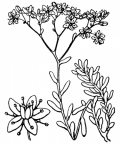 Nom original: Sedum album (n°1373)
