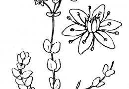 Nom original: Sedum dasyphyllum (n°1376)