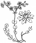 Nom original: Sedum dasyphyllum (n°1376)