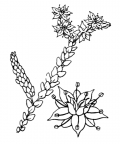 Nom original: Sedum acre (n°1379)