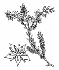 Nom original: Sedum sexangulare (n°1380)