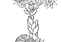 Nom original: Sempervivum arachnoideum (n°1388)
