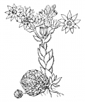 Nom original: Sempervivum arachnoideum (n°1388)