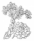 Nom original: Sempervivum tectorum (n°1391)