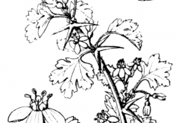 Nom original: Ribes uva-crispa (n°1397)