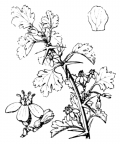 Nom original: Ribes uva-crispa (n°1397)