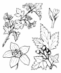 Nom original: Ribes alpinum (n°1401)