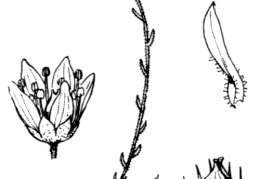 Nom original: Saxifraga bryoides (n°1404)