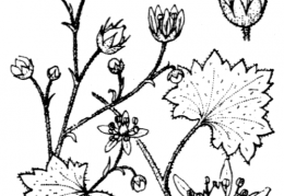 Nom original: Saxifraga rotundifolia (n°1405)