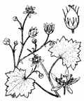 Nom original: Saxifraga rotundifolia (n°1405)