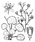 Nom original: Saxifraga hirsuta (n°1408)