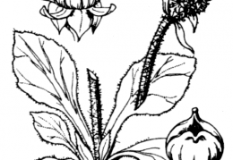 Nom original: Saxifraga hieraciifolia (n°1411)