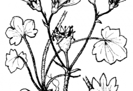 Nom original: Saxifraga granulata (n°1415)
