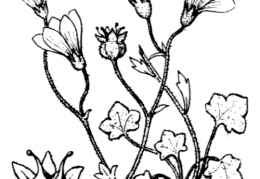 Nom original: Saxifraga corsica (n°1416)