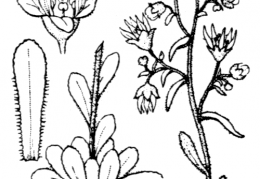 Nom original: Saxifraga mutata (n°1426)