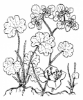 Nom original: Chrysosplenium alternifolium (n°1453)