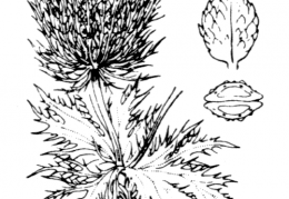 Nom original: Eryngium alpinum (n°1461)