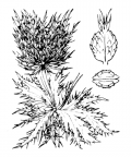 Nom original: Eryngium alpinum (n°1461)