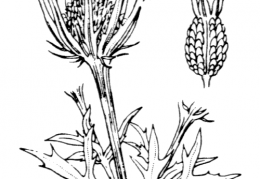 Nom original: Eryngium bourgatii (n°1463)