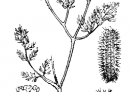 Nom original: Caucalis leptophylla (n°1479)