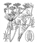 Nom original: Laserpitium prutenicum (n°1490)