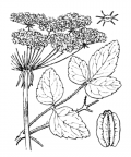 Nom original: Laserpitium latifolium (n°1495)