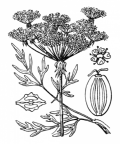 Nom original: Peucedanum palustre (n°1514)