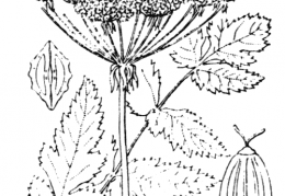 Nom original: Peucedanum cervaria (n°1517)