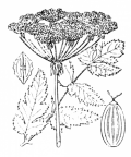 Nom original: Peucedanum cervaria (n°1517)