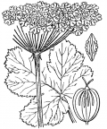 Nom original: Heracleum alpinum (n°1527)