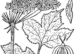 Nom original: Heracleum montanum (n°1529)