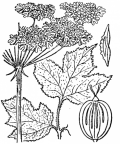 Nom original: Heracleum montanum (n°1529)