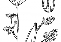 Nom original: Ligusticum corsicum (n°1544)