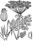 Nom original: Seseli athamanthoides (n°1551)