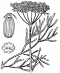 Nom original: Seseli montanum (n°1553)