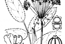 Nom original: Sium latifolium (n°1588)