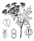 Nom original: Sium angustifolium (n°1589)