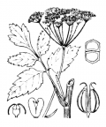 Nom original: Pimpinella magna (n°1590)
