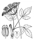 Nom original: Aegopodium podagraria (n°1599)
