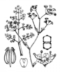 Nom original: Trinia vulgaris (n°1611)
