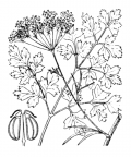 Nom original: Petroselinum sativum (n°1614)