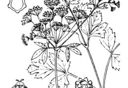 Nom original: Apium graveolens (n°1615)