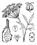 Nom original: Cicuta virosa (n°1616)