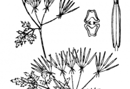 Nom original: Anthriscus cerefolium (n°1621)