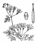 Nom original: Anthriscus cerefolium (n°1621)