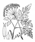 Nom original: Anthriscus sylvestris (n°1622)