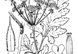 Nom original: Chaerophyllum temulum (n°1626)