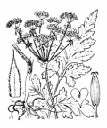 Nom original: Chaerophyllum temulum (n°1626)