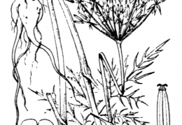 Nom original: Chaerophyllum bulbosum (n°1627)